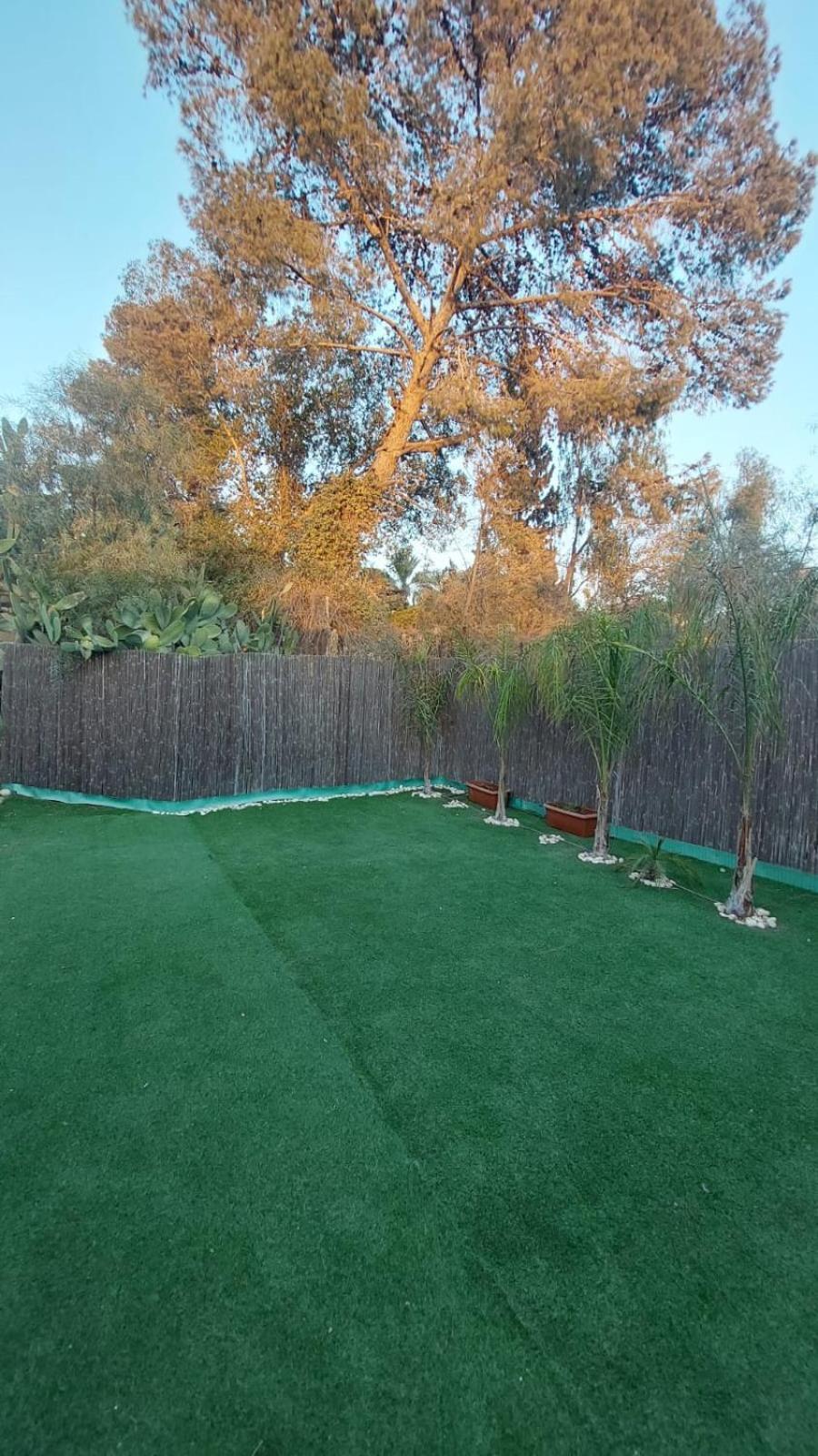Willowy tree tamir Arad Zewnętrze zdjęcie
